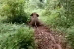 Как слоненок с горки прокатился