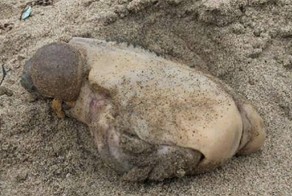 На пляж в Малибу море выбросило таинственного монстра