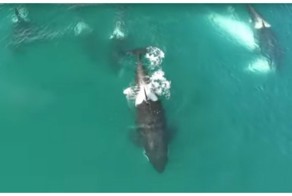 Российским ученым впервые удалось снять на видео нападение косаток на кита