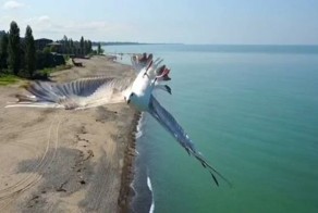 Чудеса на виражах: чайка в последний момент мастерски ушла от столкновения с квадрокоптером