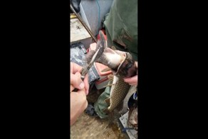 Рыбак поймал щуку с другой рыбой внутри