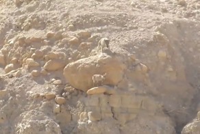 Остросюжетная сцена погони волка за горным козлом в Эйн Геди
