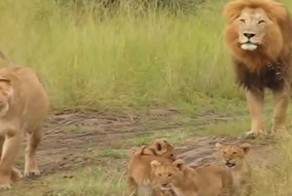 Львята учатся рычать у своего папы