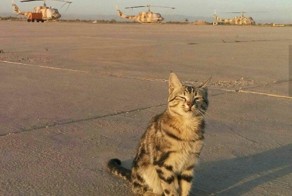 Комдив и Кот