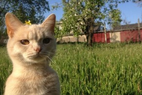 Участковый и бригада нелегалов