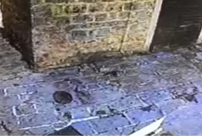 Кот эффектно поймал в прыжке голубя