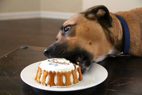 Дама сдавала в багаж, или Dogs friendly набирает обороты