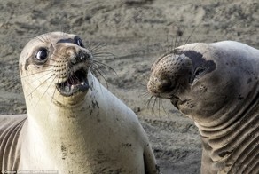 Эти забавные животные: снимки фотоконкурса 2017 Comedy Wildlife Photography Awards