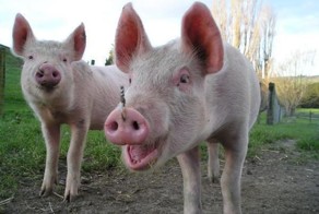 Дезодорант с эффектом топора