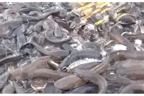 Когда для успешной рыбалки вам не нужна даже удочка 