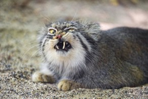 Манул загрыз троих грабителей