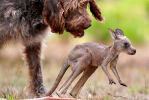Трогательные случаи усыновления среди животных