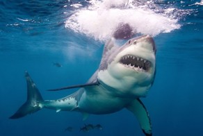 10 самых опасных морских животных