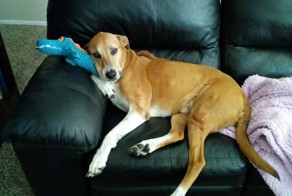 «Дайте мне самого несчастного и ненужного пса!», — попросила девочка