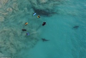 К беззаботным школьникам под водой подплыли 4 сотни акул