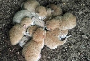 Их оставили на улице...но они не сдались