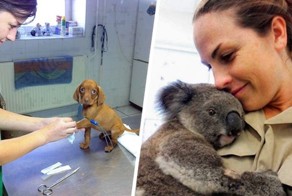 20 фото-доказательств того, что ветеринар - замечательная профессия