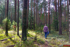 Как не заблудиться в лесу. И что делать, если это случилось
