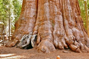 Гигантское дерево - чудо природы!