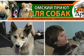 Омские беспризорные собаки и люди с большим сердцем