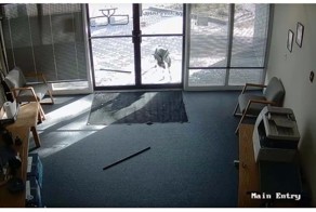 Рогатый вандал надругался над парадной дверью офиса  