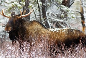 Их атаковали лоси, и они выжили