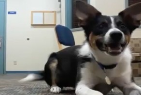 Хозяин научил своего пса лаять шепотом