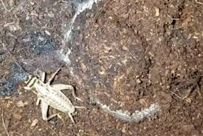 Жуткое нападение африканского паука-каменщика на сверчка