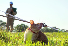 Крысы могут приносить пользу