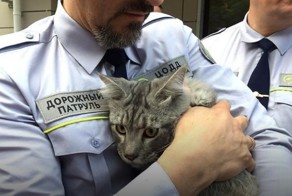 Сотрудники дорожного патруля спасли четырехмесячного котенка на Третьем Транспортном кольце