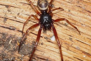 Черная вдова