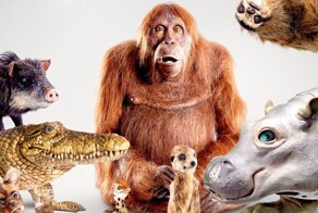 Орангутан освоил столярное дело: видео