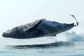 40-тонная горбатая китиха полностью выпрыгивает из воды, словно дельфин