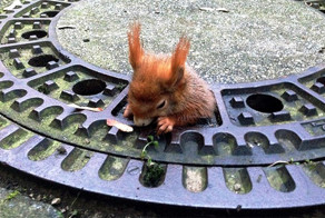 Сильные истории спасенных животных