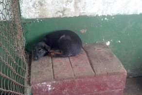 5 дней на жизнь, потом укол