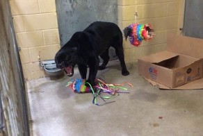 Милый детёныш черной пантеры издает звуки, от которых кровь стынет в жилах