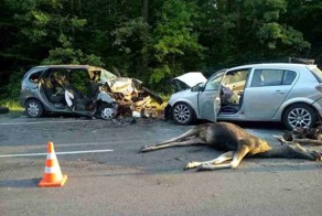 Выбежавший на дорогу лось спровоцировал смертельное ДТП в Беларуси
