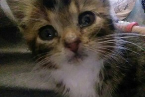 Вот такой комочек счастья мы нашли на улице