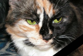 Мой любимый кошкарий