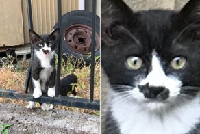 У этого котёнка на носу есть силуэт ещё одного котёнка