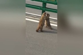 В Китае два упитанных сурка устроили показательный бой прямо на шоссе
