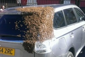 Двое суток рой из 20 тыс. пчел "преследовал" автомобиль Mitsubishi