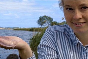 Оказывается, спирт может превратить медузу в хрустящий чипс