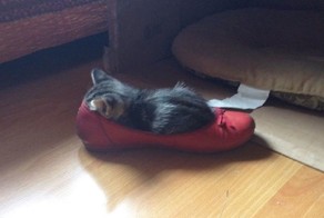 Эти кошки могут залезть куда угодно!