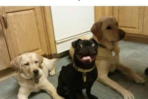 Смешные картинки с надписями