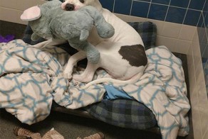 «УСЫПИТЬ — и всё тут!» смоки и плюшевый слон ждали исполнения приговора… но нет, погодите-ка!