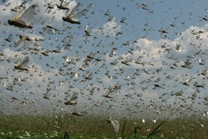 Облако закрыло небо: нашествие саранчи в Дагестане, Крыму и других регионах