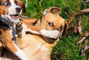 Финалисты Comedy Wildlife Photography Awards 2017
