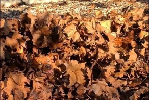 Фото, которые требуют внимательности