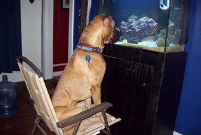 Собаки, которые думают, что они — кошки